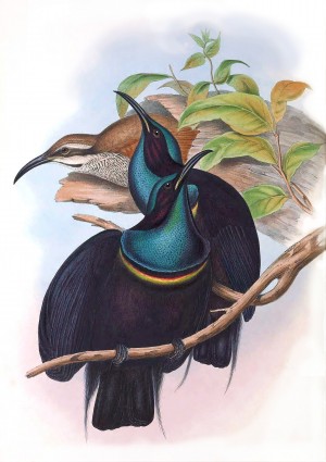  Magnificent Birds